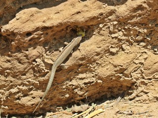 Männliche Mauereidechse (Podarcis muralis brongniardii) frisst Schmetterlingspuppe
