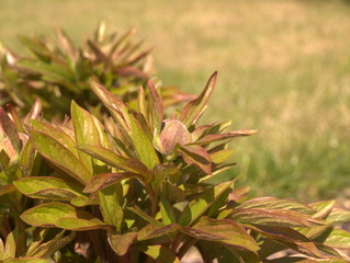 Fototapeta na wymiar Gartenpflanze