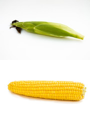 Treated and untreated corn on the cob on a white background. Before and after cleaning. © mariyakuprevich