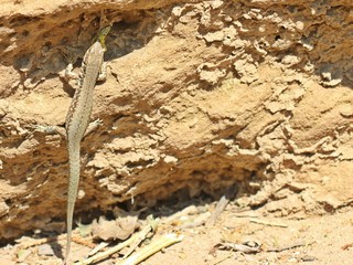 Männliche Mauereidechse (Podarcis muralis brongniardii) frisst Schmetterlingspuppe
