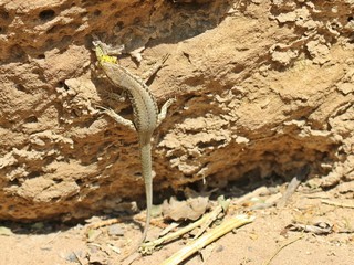Männliche Mauereidechse (Podarcis muralis brongniardii) frisst Schmetterlingspuppe
