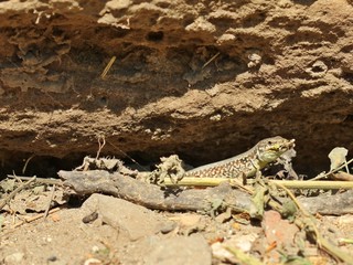 Männliche Mauereidechse (Podarcis muralis brongniardii) frisst Schmetterlingspuppe
