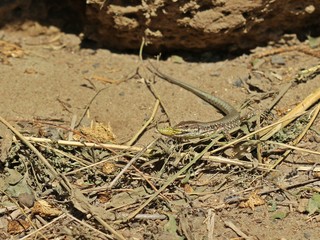 Männliche Mauereidechse (Podarcis muralis brongniardii) frisst Schmetterlingspuppe

