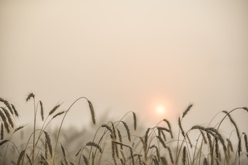 Blades of wheat in a foggy summer morning