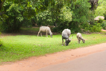 Cow with puppy and bull close to the road and rice field in vietnam