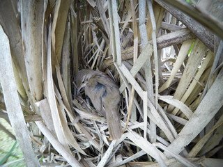 Locustella luscinioides. The nest of the Savi's Warbler in nature.