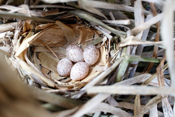 Locustella luscinioides. The nest of the Savi's Warbler in nature.