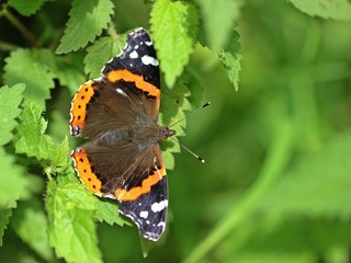 Admiral ((Vanessa atalanta) auf Brennnessel 

