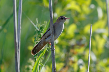 Savi's Warbler (Locustella luscinioides)