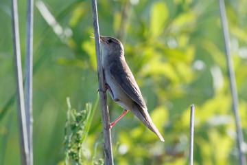 Savi's Warbler (Locustella luscinioides)