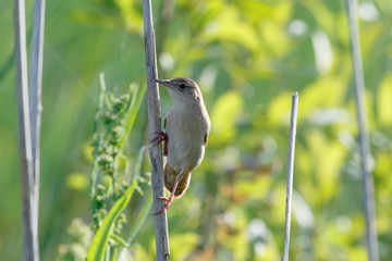 Savi's Warbler (Locustella luscinioides)