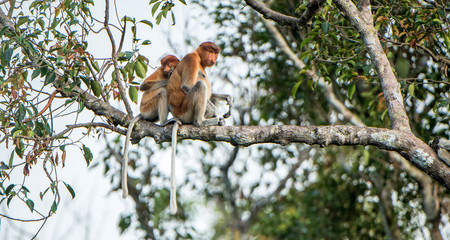 A female proboscis monkey (Nasalis larvatus) with a cub in a natural habitat. Long-nosed monkey, known as the bekantan in Indonesia. Endemic to the southeast Asian island of Borneo. Indonesia