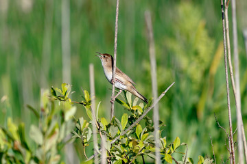 Savi's Warbler (Locustella luscinioides)