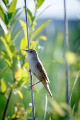 Savi's Warbler (Locustella luscinioides)