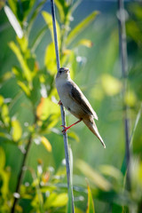 Savi's Warbler (Locustella luscinioides)