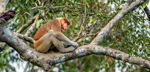 Male of Proboscis Monkey sitting on a tree in the wild green rainforest on Borneo Island. The proboscis monkey (Nasalis larvatus) or long-nosed monkey, known as the bekantan in Indonesia