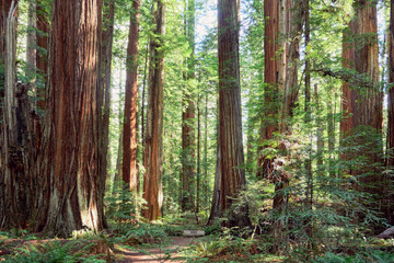 Sequoia Mammutbäume