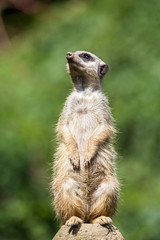 meerkat on rock 1