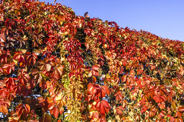 Wilder Wein, Österreich, Wien, 13. Bezirk, Schönbrunn