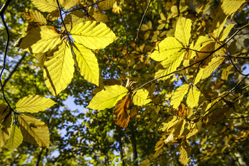 Buchenwald, Rotbuche