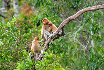 A female proboscis monkey (Nasalis larvatus) with a cub in a natural habitat. Long-nosed monkey, known as the bekantan in Indonesia. Endemic to the southeast Asian island of Borneo. Indonesia