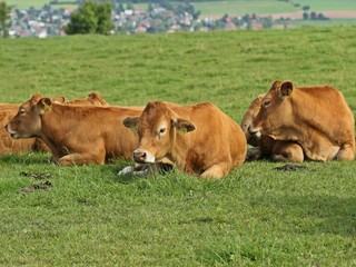 Wiederkäuende Rinder auf der Wiese
