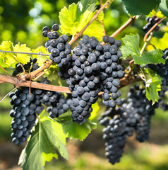 Weinrebe kurz vor der Ernte