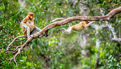 Obraz premium Trąba małpa na drzewie w dzikim zielonym lesie deszczowym na wyspie Borneo. Małpa trąba (Nasalis larvatus) lub małpa z długim nosem, znana jako bekantan w Indonezji