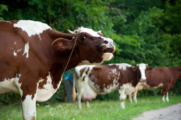 Fototapeta na wymiar Cow on a summer pasture. Herd of cows at summer green field