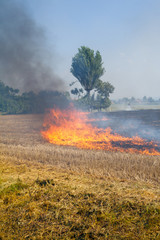 Trees in danger Close to a Wheat field in flames Blackened and completely burnt