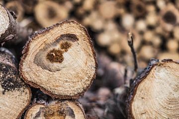 Trees, felled, diseased wood. Cut down diseased oak trees in the forest,