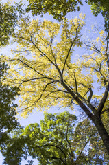 Esche, Fraxinus, &Ouml;sterreich, Wien, 1. Bezirk, Rathaus