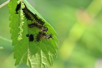 Raupen des Landkärtchens (Araschnia levana) an Brennnessel