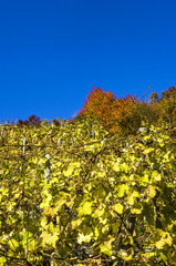 Fototapeta na wymiar Wachau, herbstlicher Weingarten, Österreich, Niederösterreich,