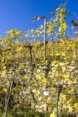 Wachau, herbstlicher Weingarten, Österreich, Niederösterreich,