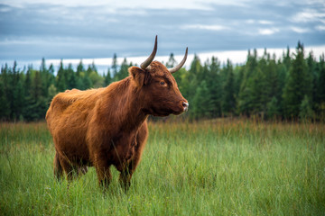 Highland cow in the field