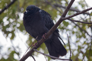 Black pigeon sits on a branch in the park