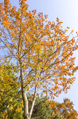Kirschbaum im Herbst, Österreich, Niederösterreich, Wachau, We