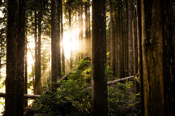 Spirit of the Forest