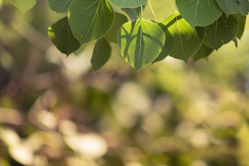 Fototapeta na wymiar Quaking Aspen Leaves with Soft Background