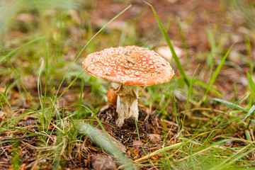 Mushroom fly agaric among grass