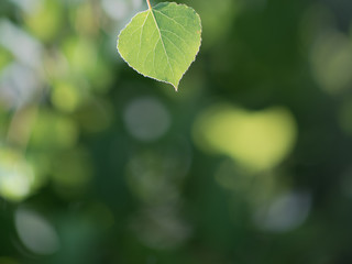 Single Quaking Aspen Leaf