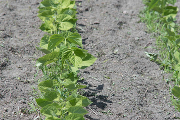 Rows of Bean Plants in Garden