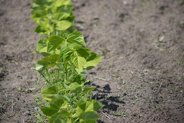 Bean Plant Row in Garden