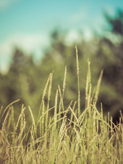 Closeup View of Grasses in Field