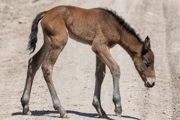 Wild mustang foal alone in the desert