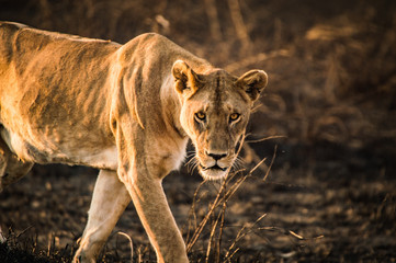 Lioness Staring at the camera