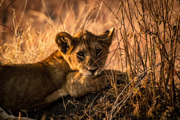 Lion Cub Staring at the camera while lying down