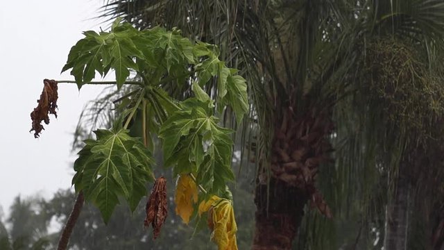  Scene of a young papaya tree with palm tree during tropical rainstorm in naples, florida, fruit can be seen, with audio.