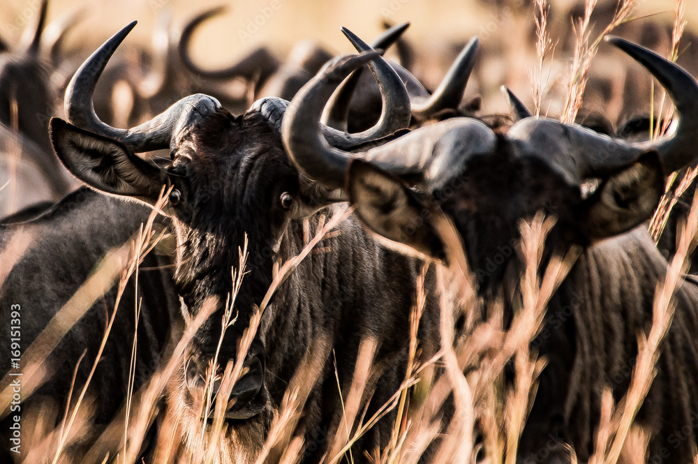 Wall mural Wildebeests close up, great migration